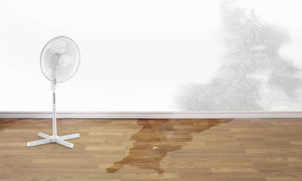 Best Basement water damage restoration  in Aiken, SC